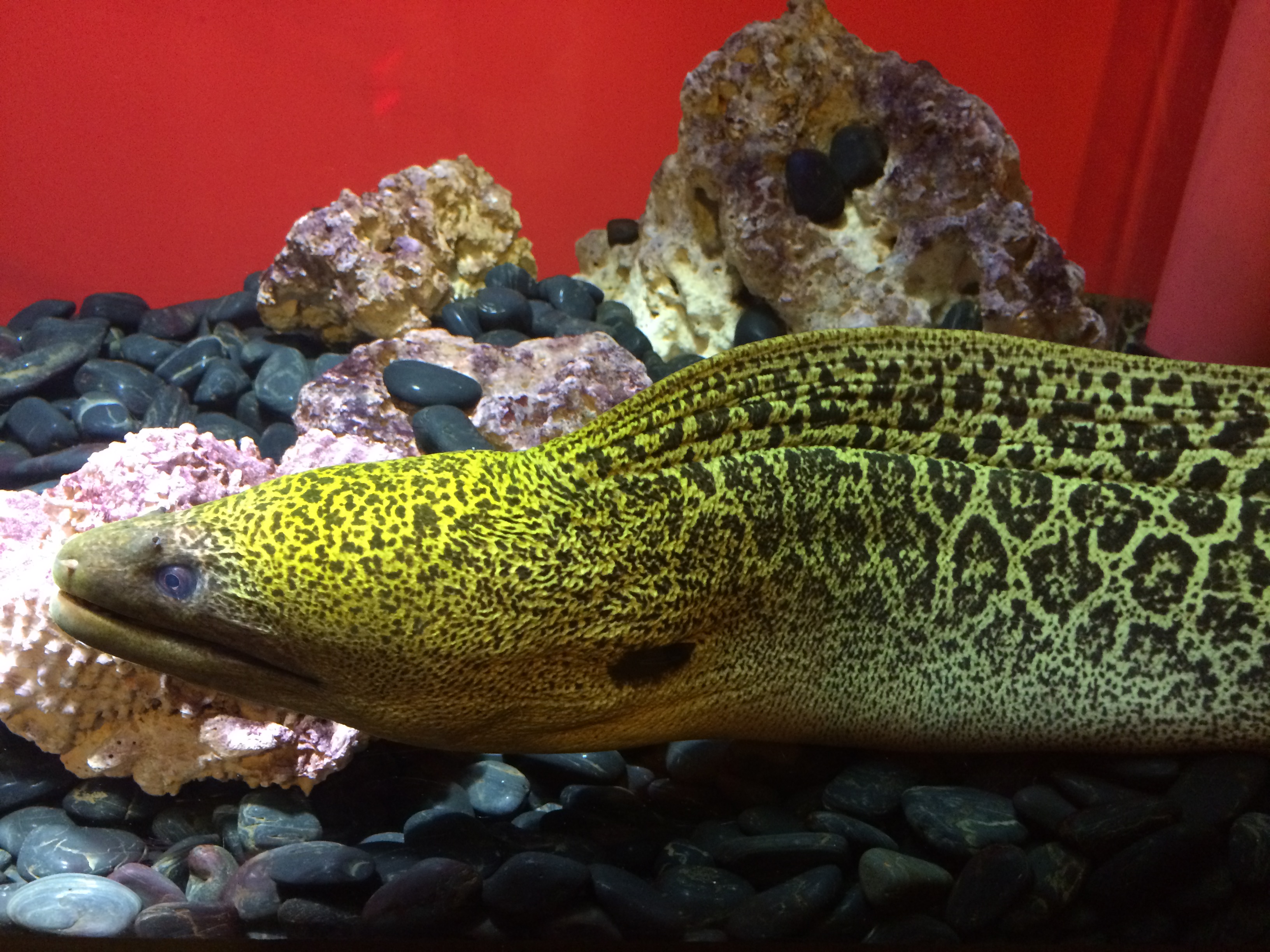 毒々しさが半端ない 猛毒展in池袋 Yusaku Days